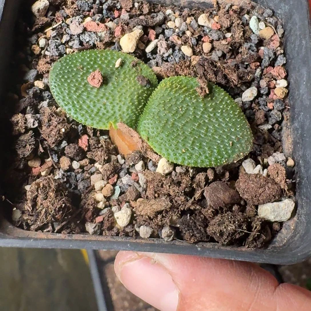 下播福利一份带盆发