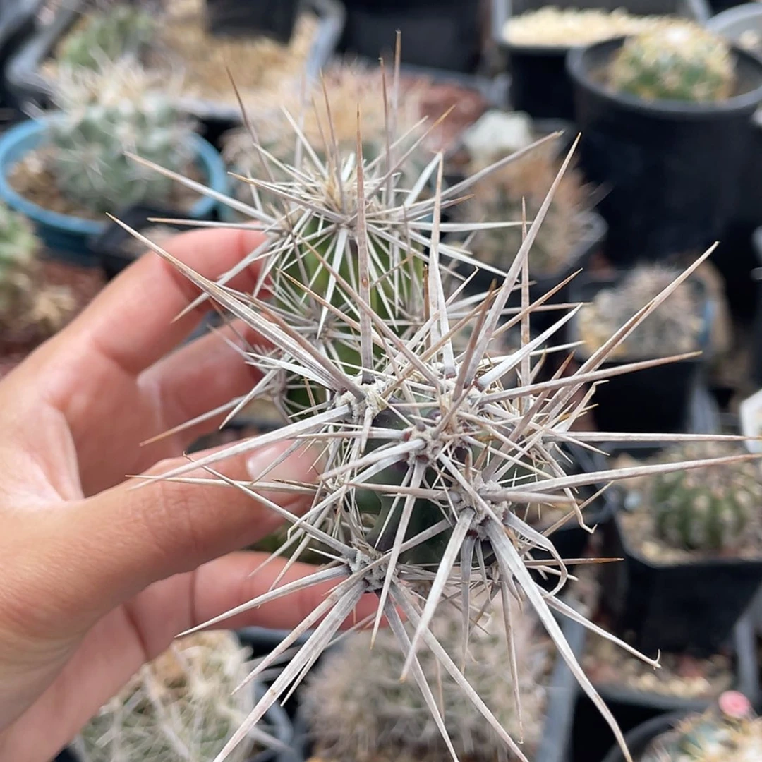 【闪购商品】武者团扇才落地66666