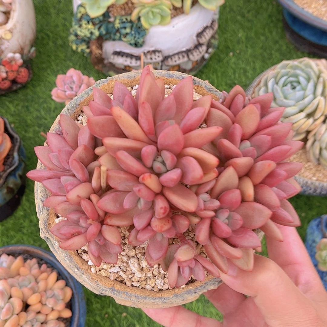 桃花源朵朵缀多肉