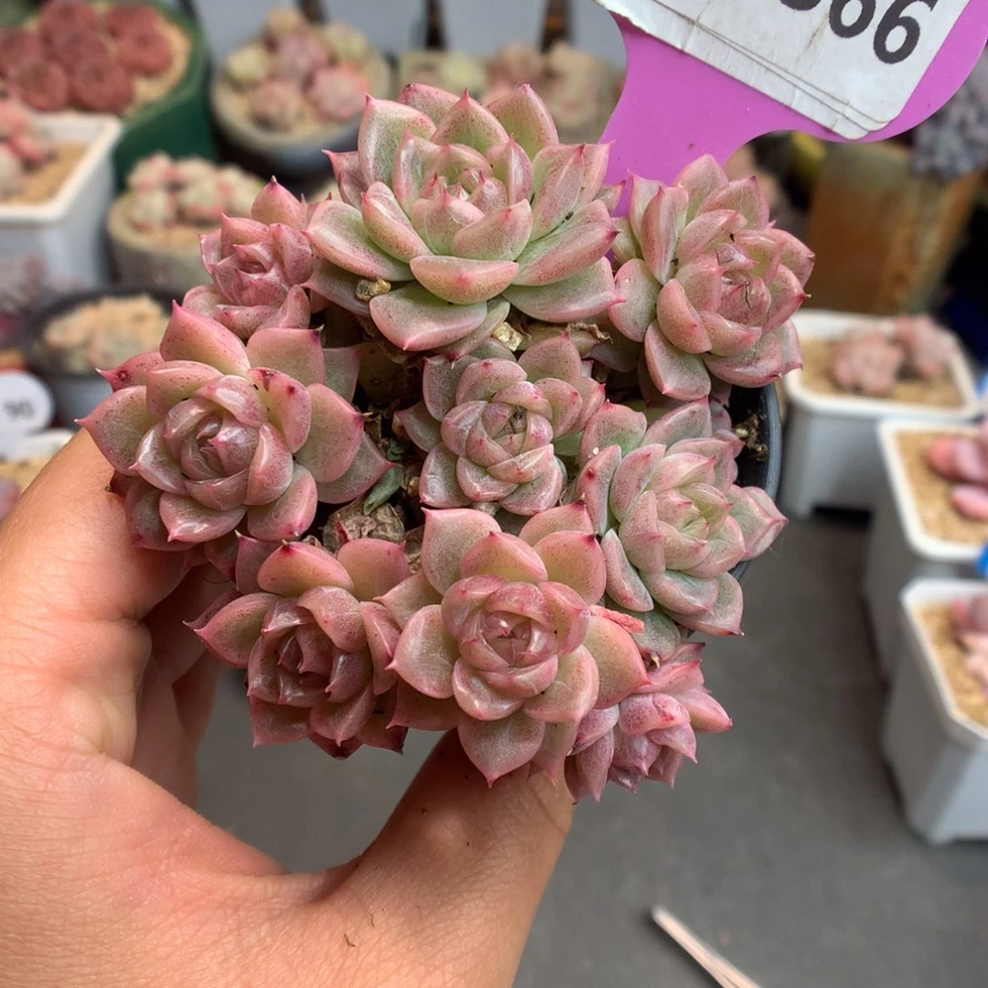 366麦秆多肉植物一物一拍