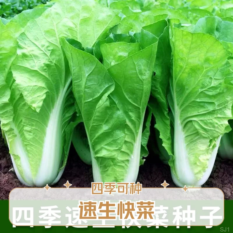 四季奶油快菜小白菜速生脆嫩香甜易播沙拉菜蔬菜种子大全