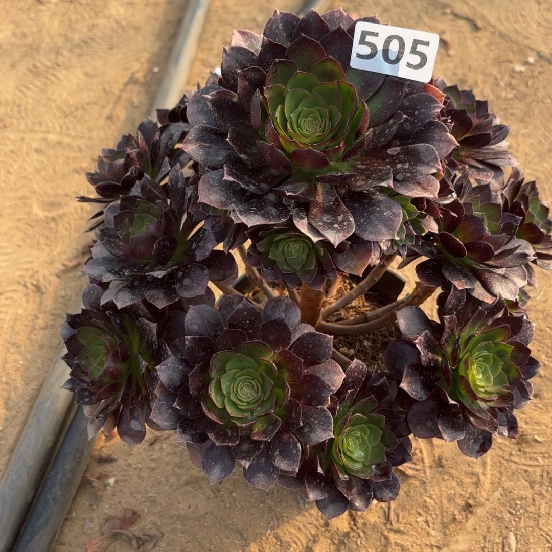 505赤焰莲多肉不包损