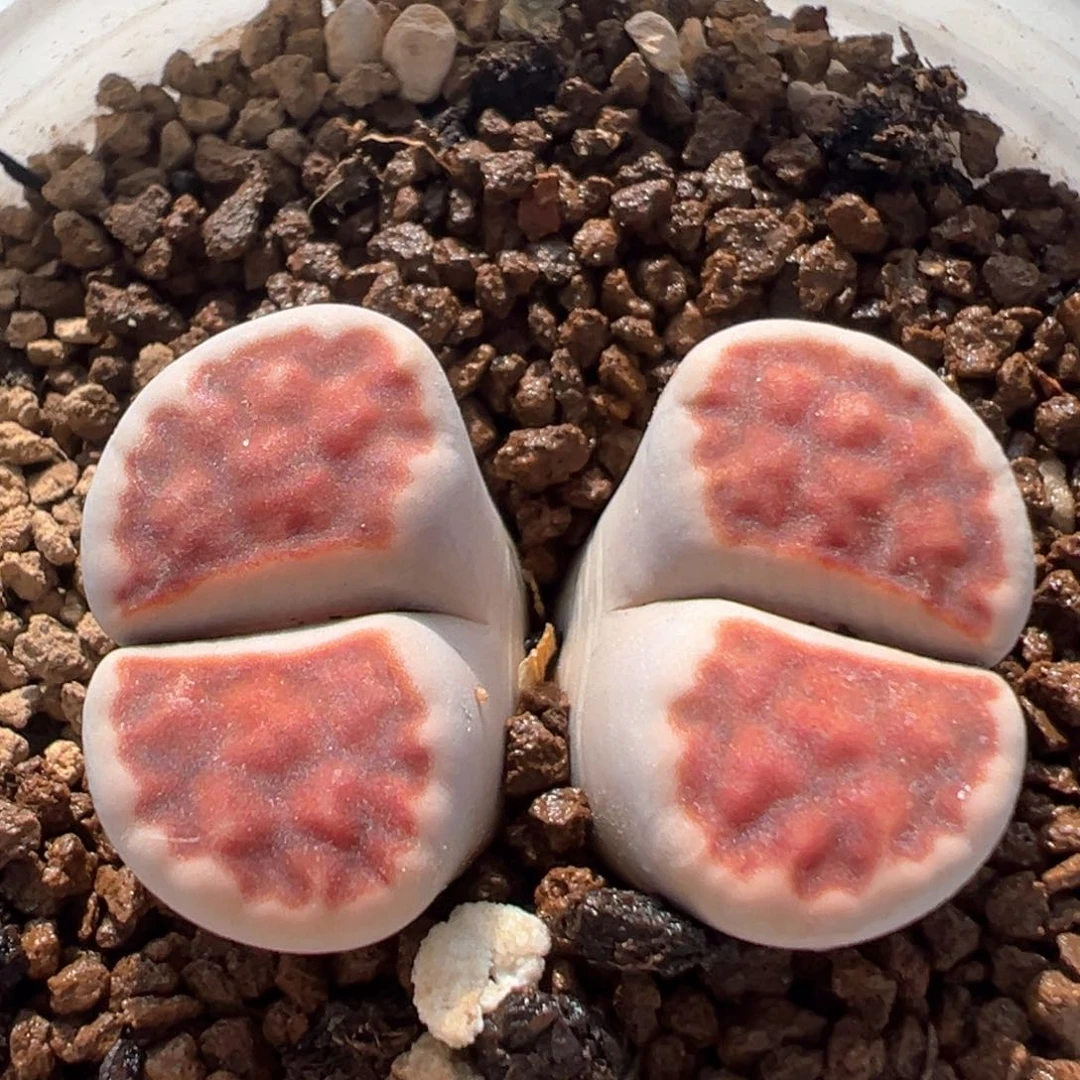 23多肉植物百科知识