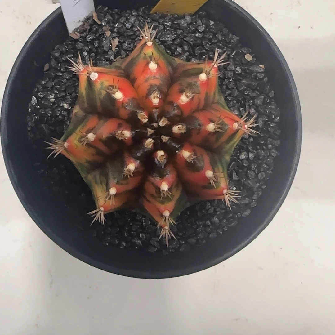 L745-1225泰国发货 fanta