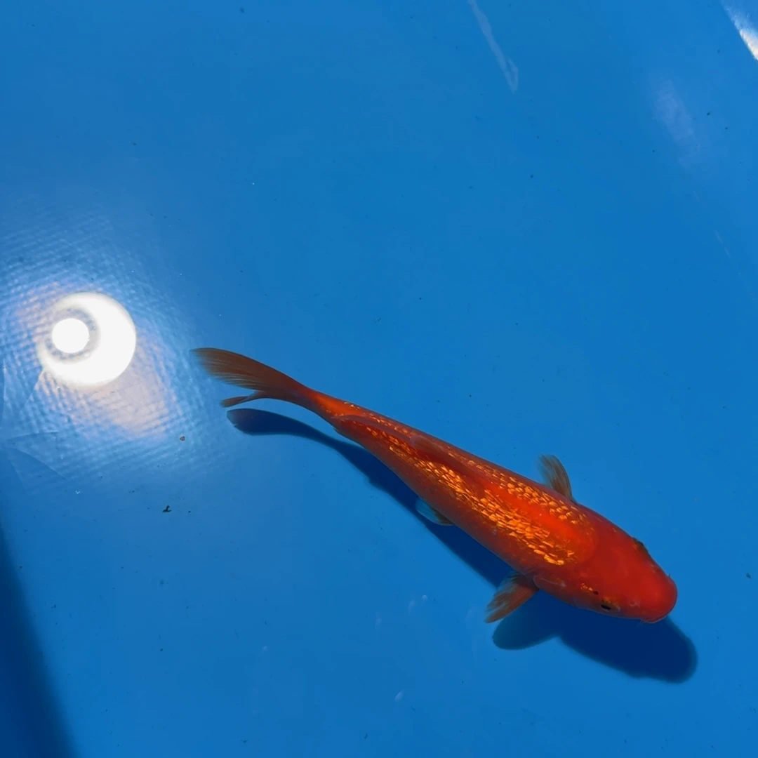 锦鲤花落老板专拍