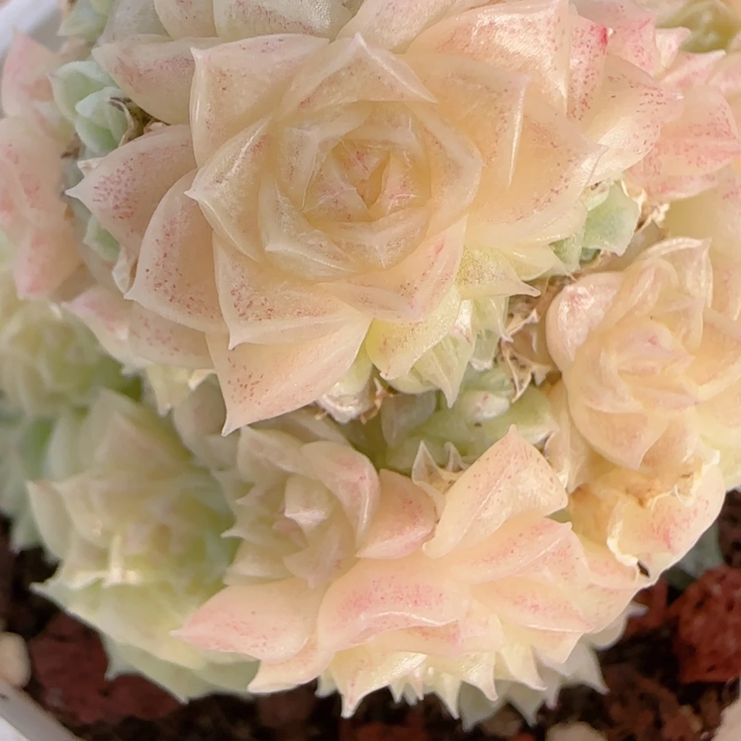 a***a花语多肉1218-262散