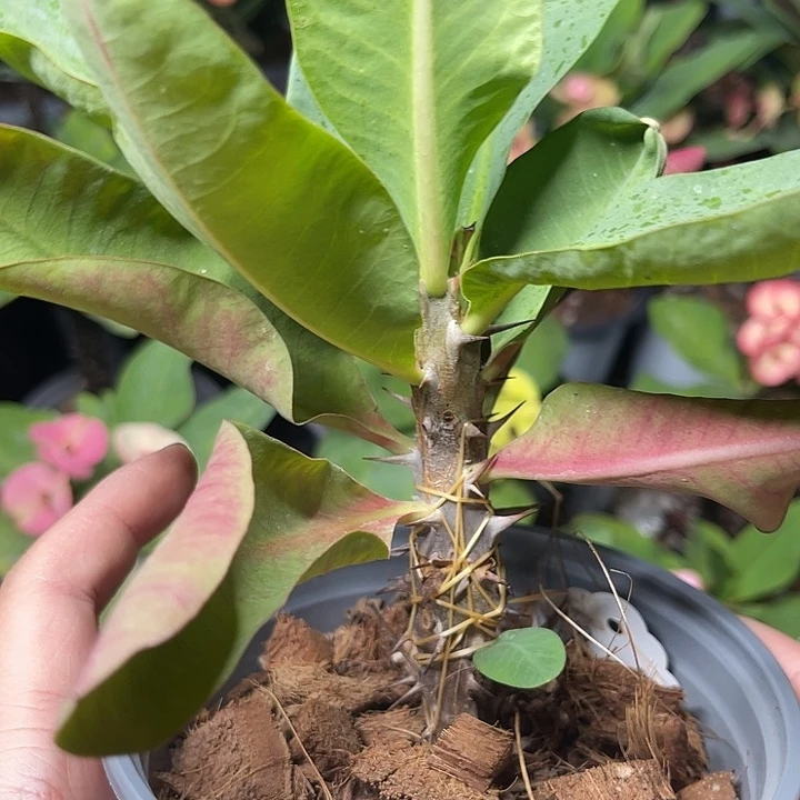 虎刺梅带根-爆米花68