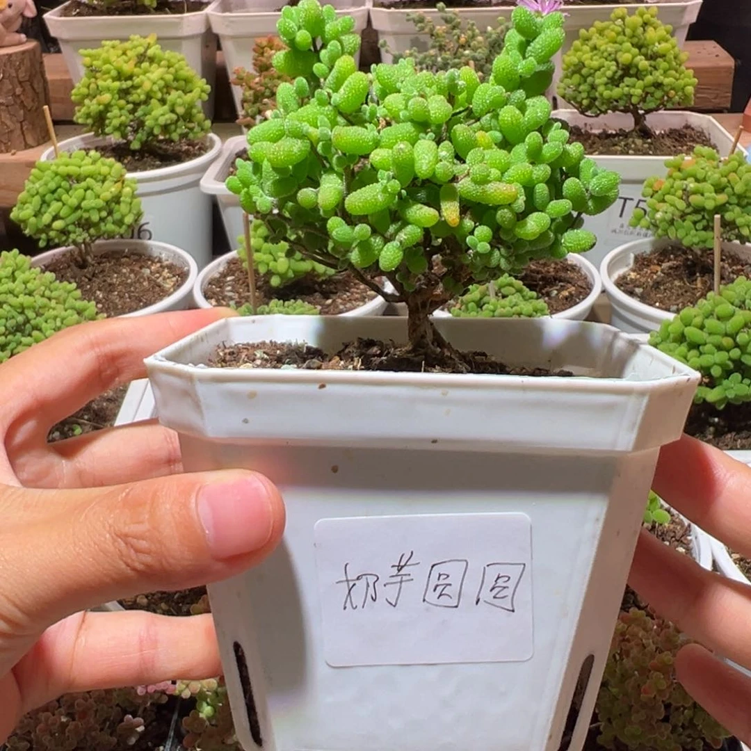 奶***圆猫猫头金桔带盆土发货一物一拍