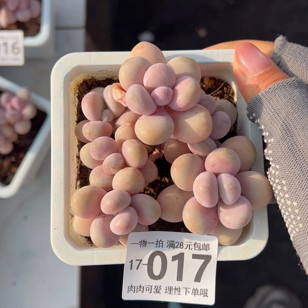 桃蛋多肉多肉多肉多肉，