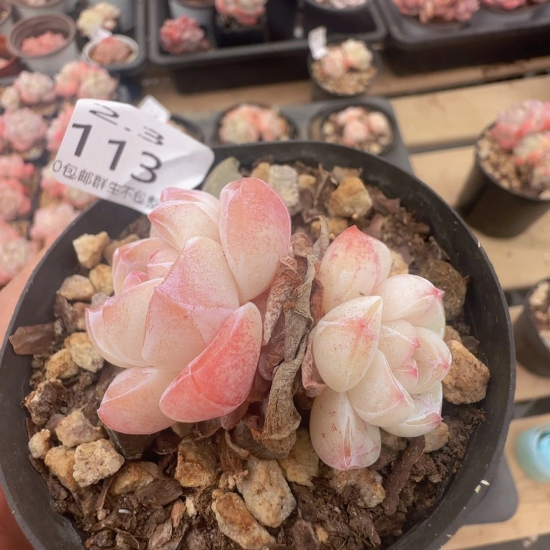 冰玉一颗脱土发货的