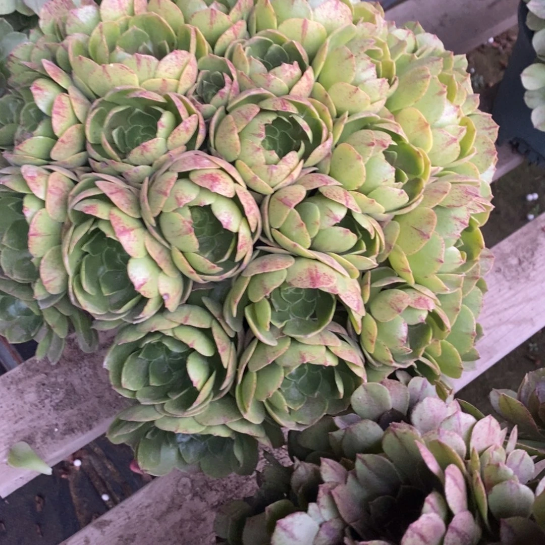 不开花植物万拉丝多肉1颗多肉