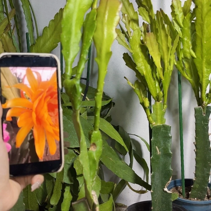 当前无花栽培后可以开花616