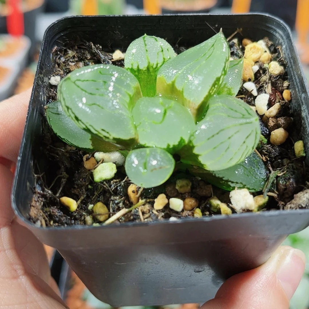 【闪购商品】虞美人