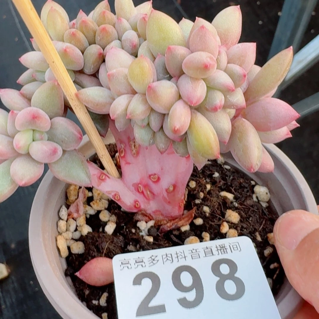 桃花源缀化树桩         精品多肉