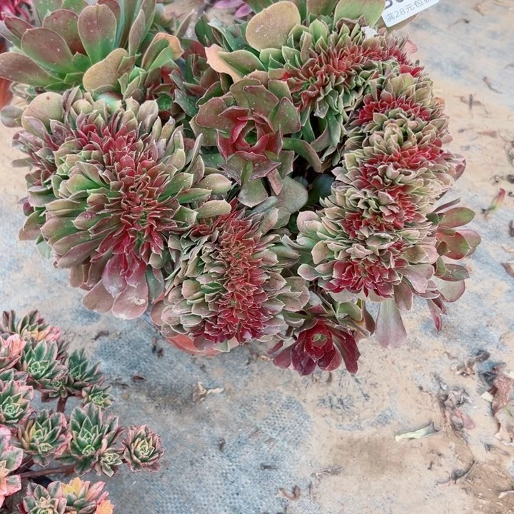 379玫瑰缀多肉植物