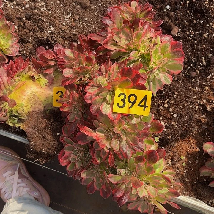 多肉植物福利来394