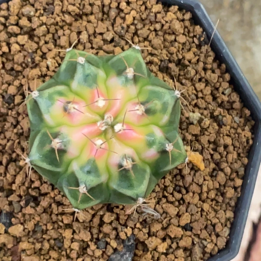 当前无花朵，栽培后可花朵穹顶