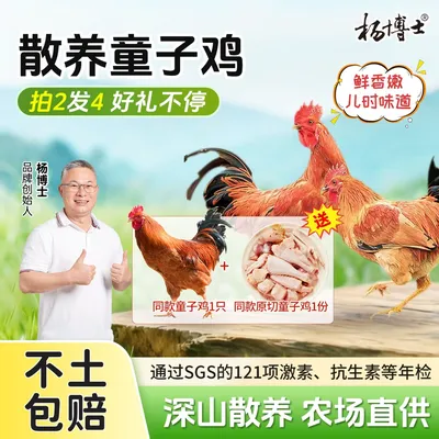 【周年庆-到手4只童子鸡】食安放心孩子爱吃杨博士土鸡散养清蒸