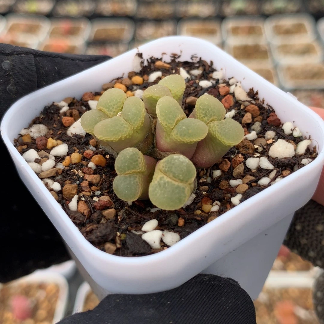 767粉樱风铃母本