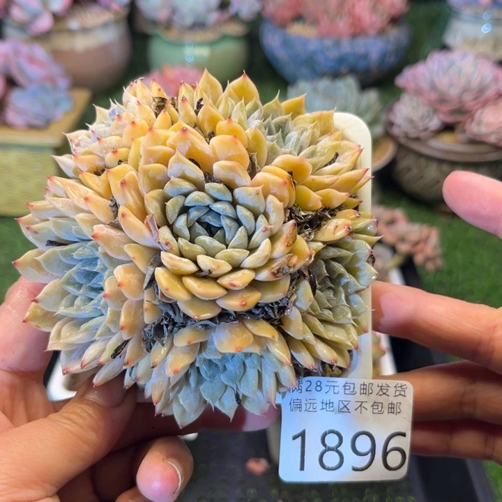 大1896:）zvzvcvvbbb