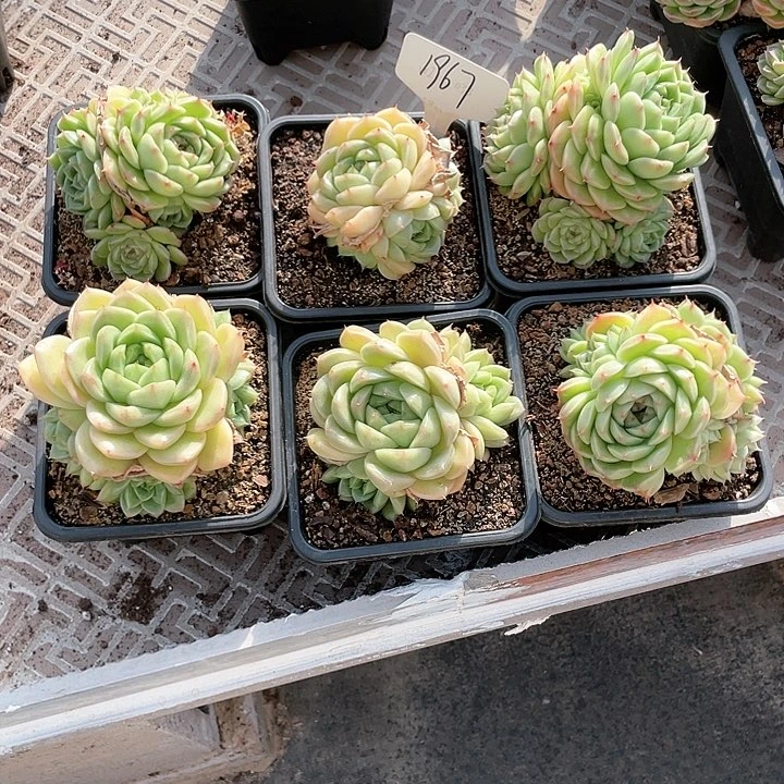 薇薇安园艺多肉1967