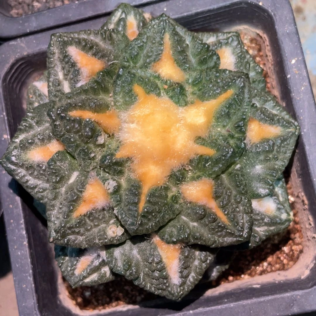 全部花朵一****?自根龟甲 仙人球开花