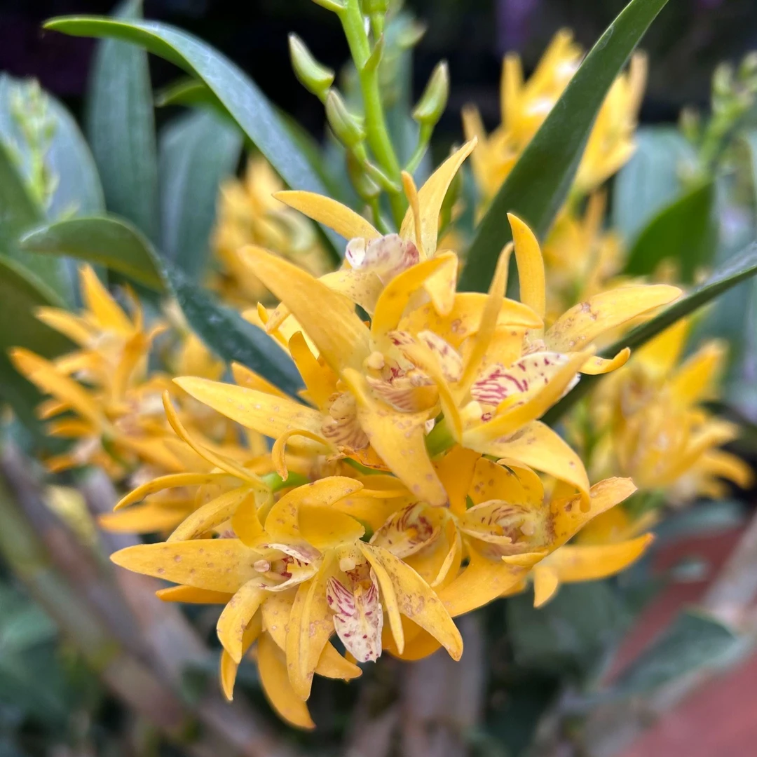 石斛兰（黄大明）浓香型 6寸大盆栽兰花 稀少品种 花期长开花太美