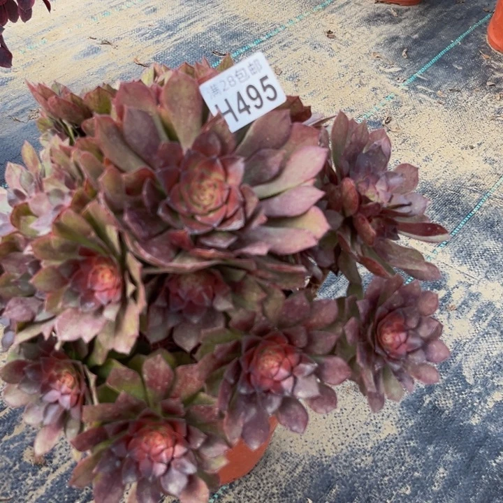 495多肉植物一物一拍