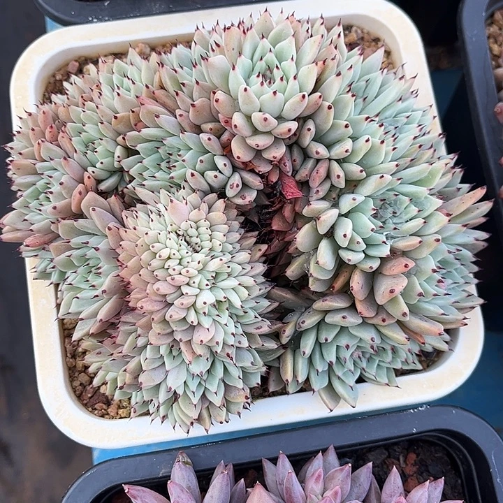 多肉植物一物一拍