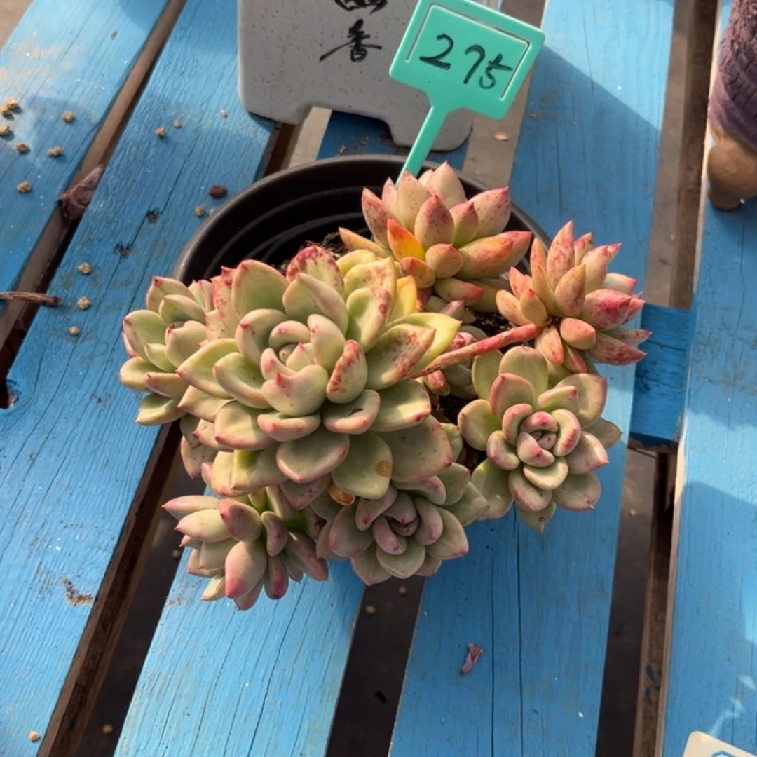 小雨多肉日常生活的奶油