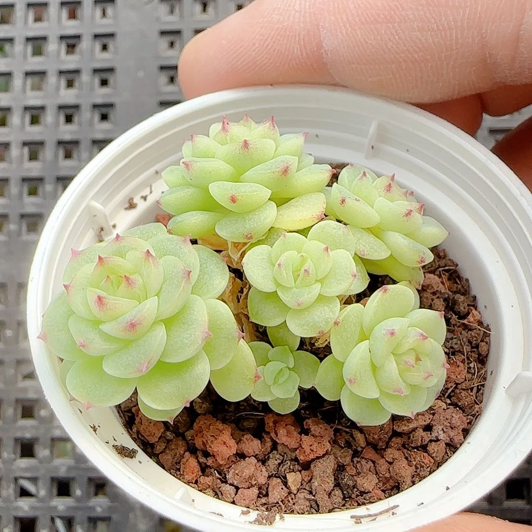 1117-54（优选麦秆）