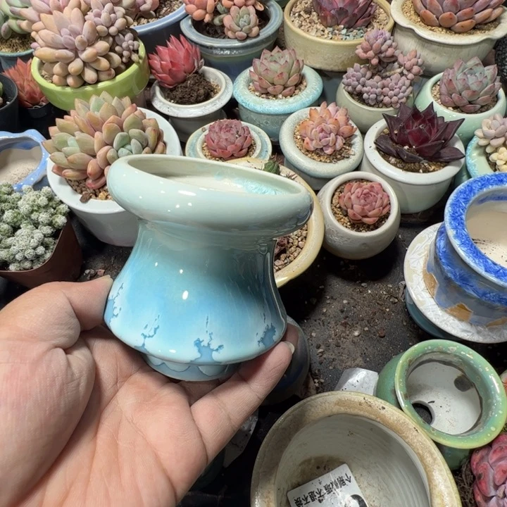 特价花盆满50发货 内口6.5