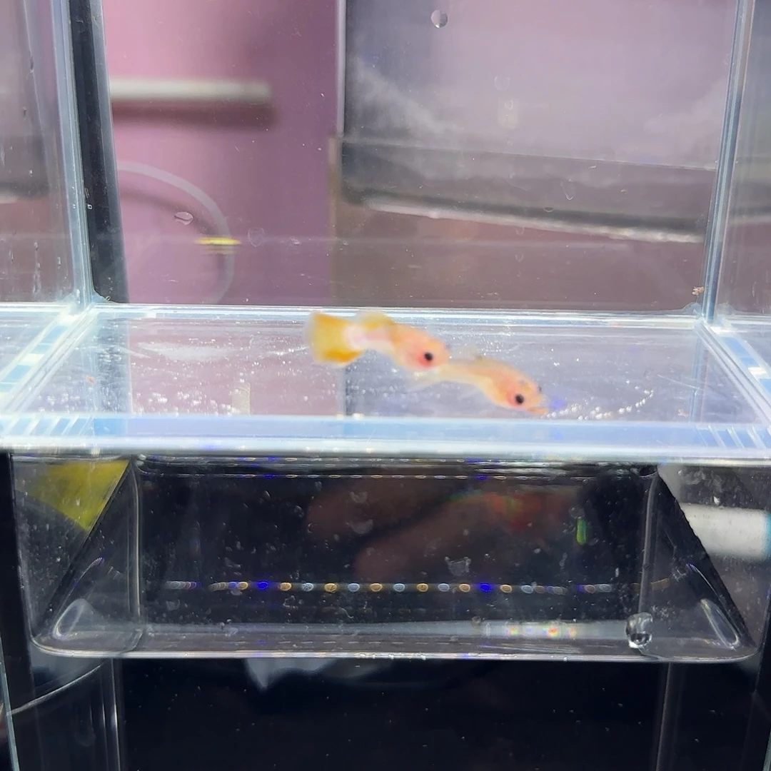 孔雀鱼粉猫一对！！