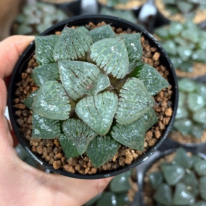 母本香瓜岛多肉植物