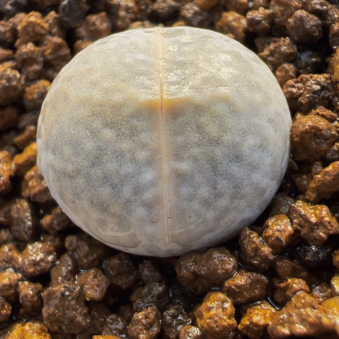 651多肉植物种类多样