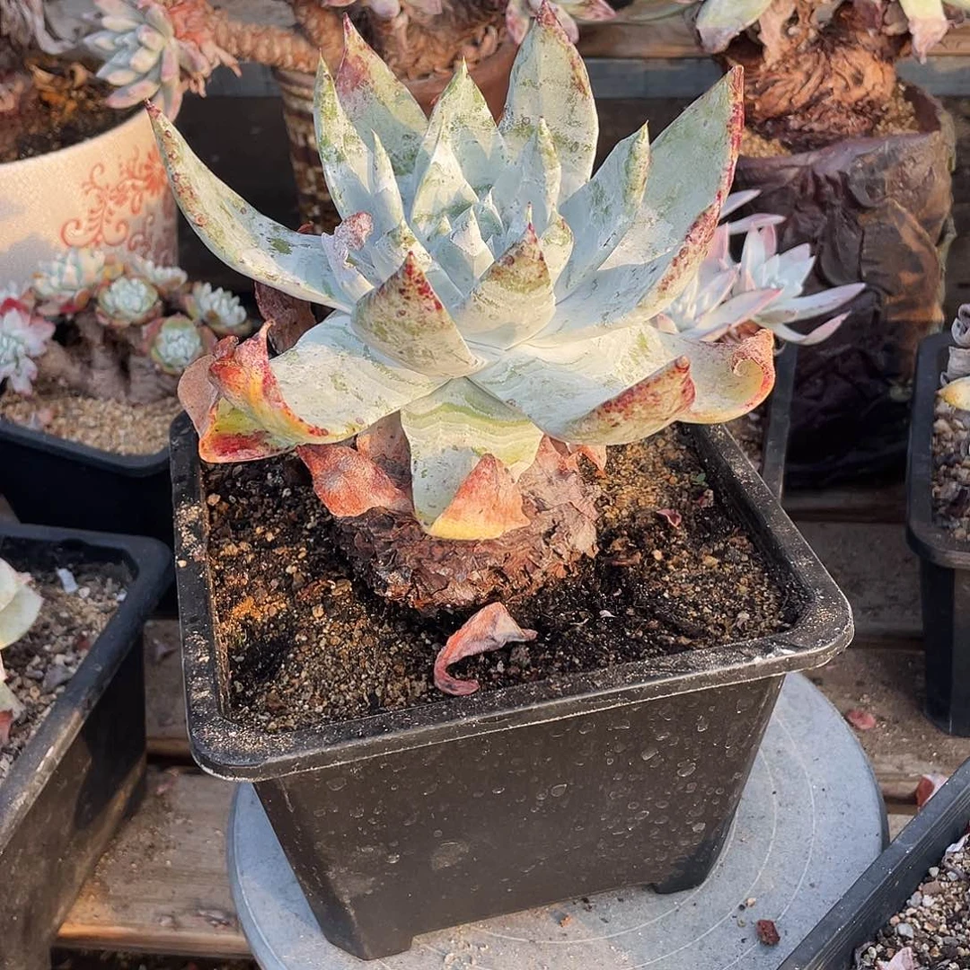 晨溪园艺仙女杯呀