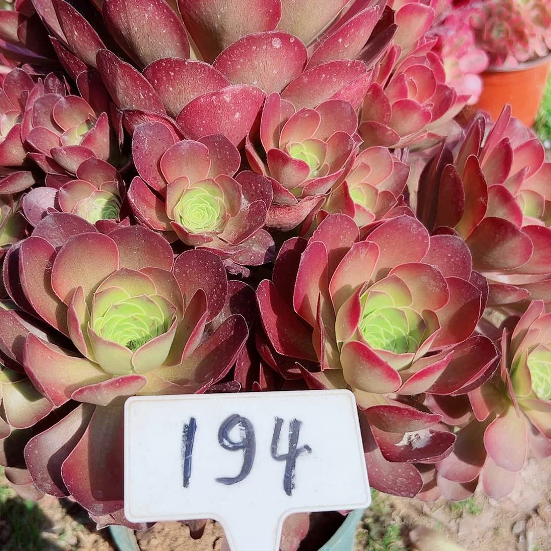 多肉植物梅金法师