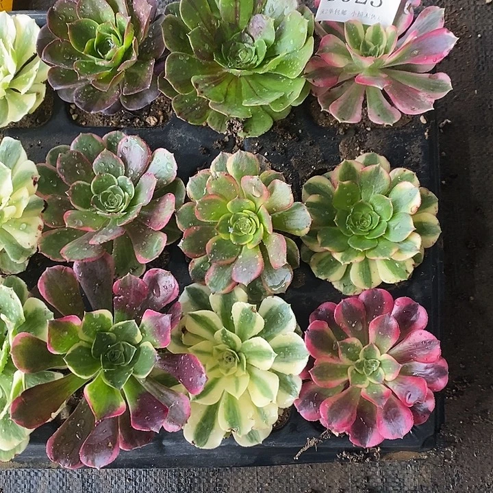 923法师多肉单头苗9颗