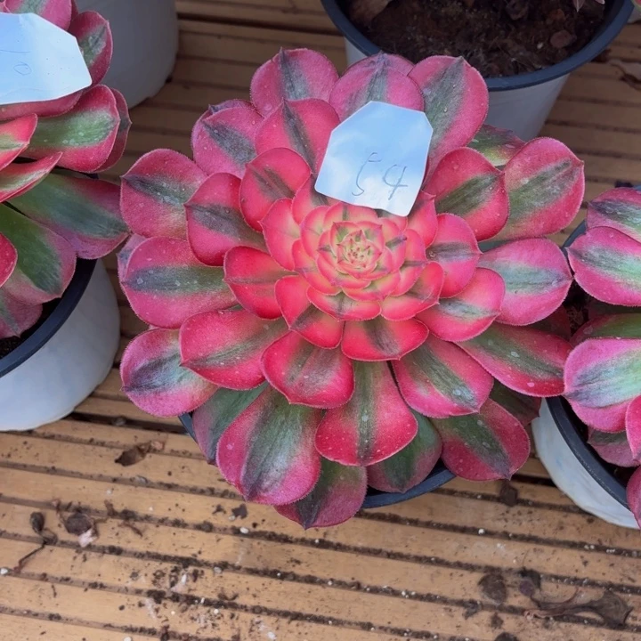 云南荔枝好看54h000