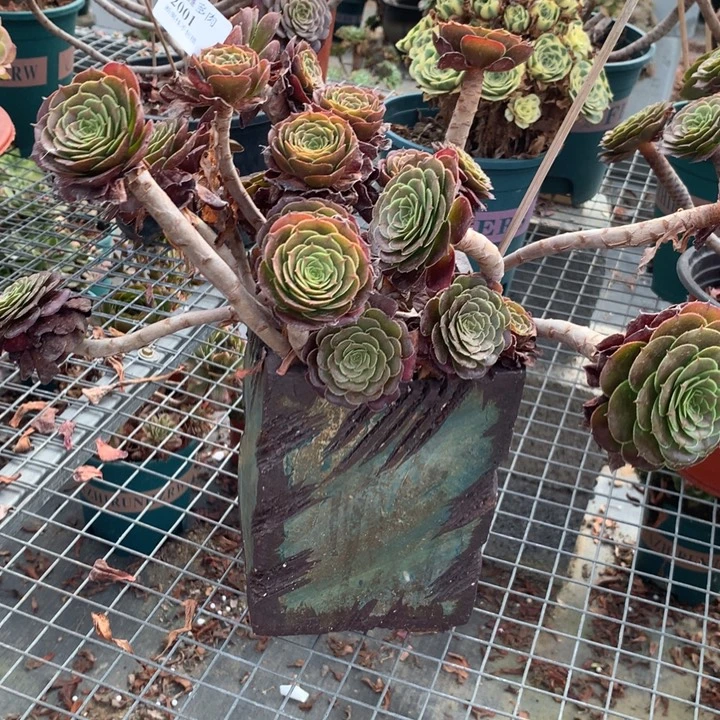 用***82001黑萝莉多肉特价不售后