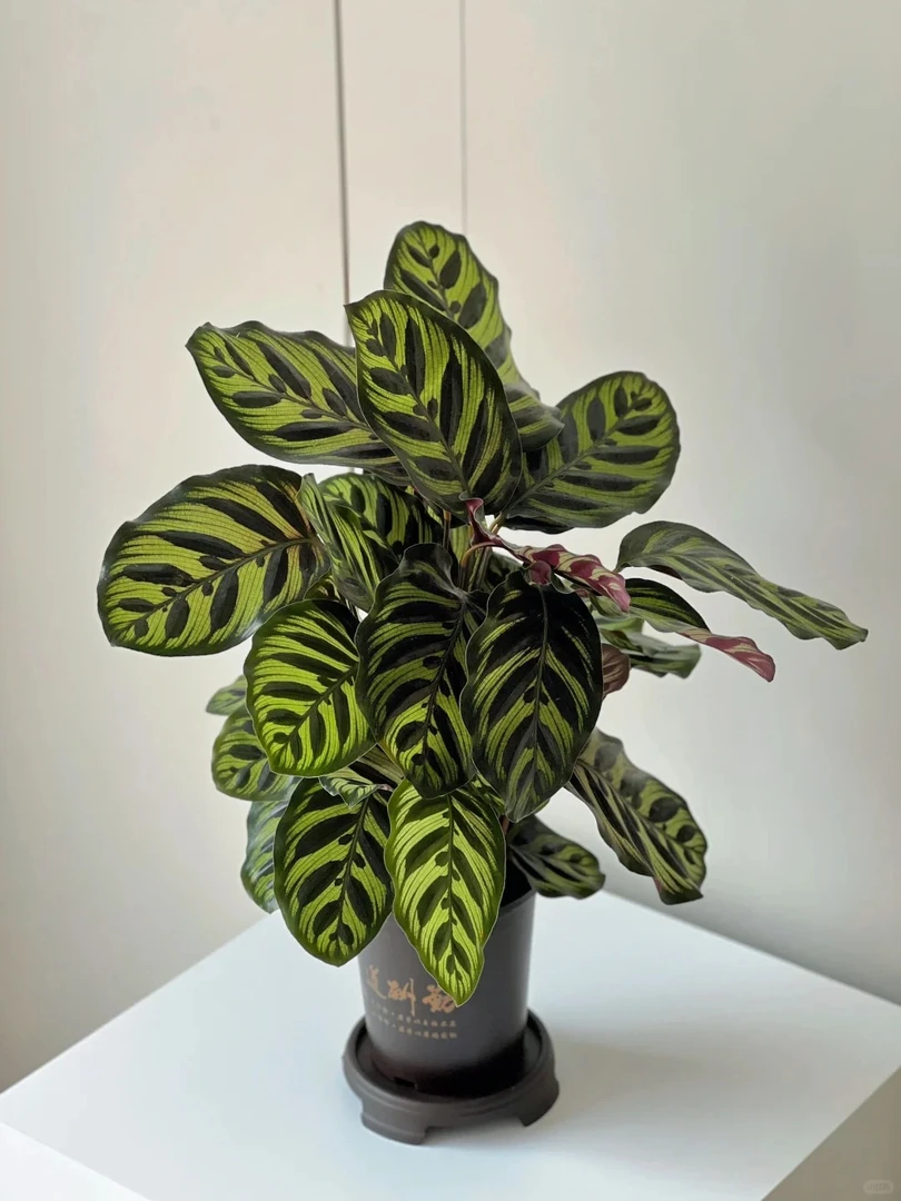 孔雀竹芋盆栽----一盆 （ 以直播间实物为准）