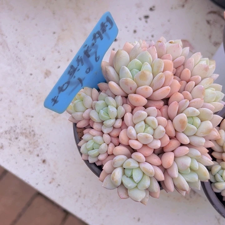 健健康康平平安安