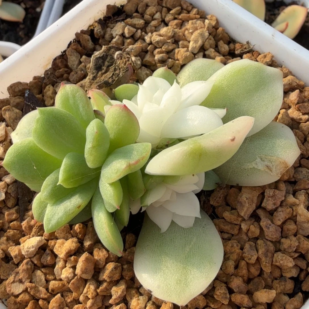 阴阳锦底座群生子玲珑