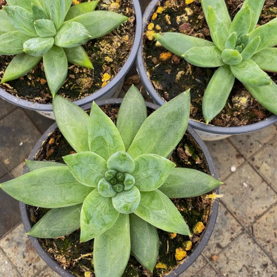 w***w好看的多肉植物牵手