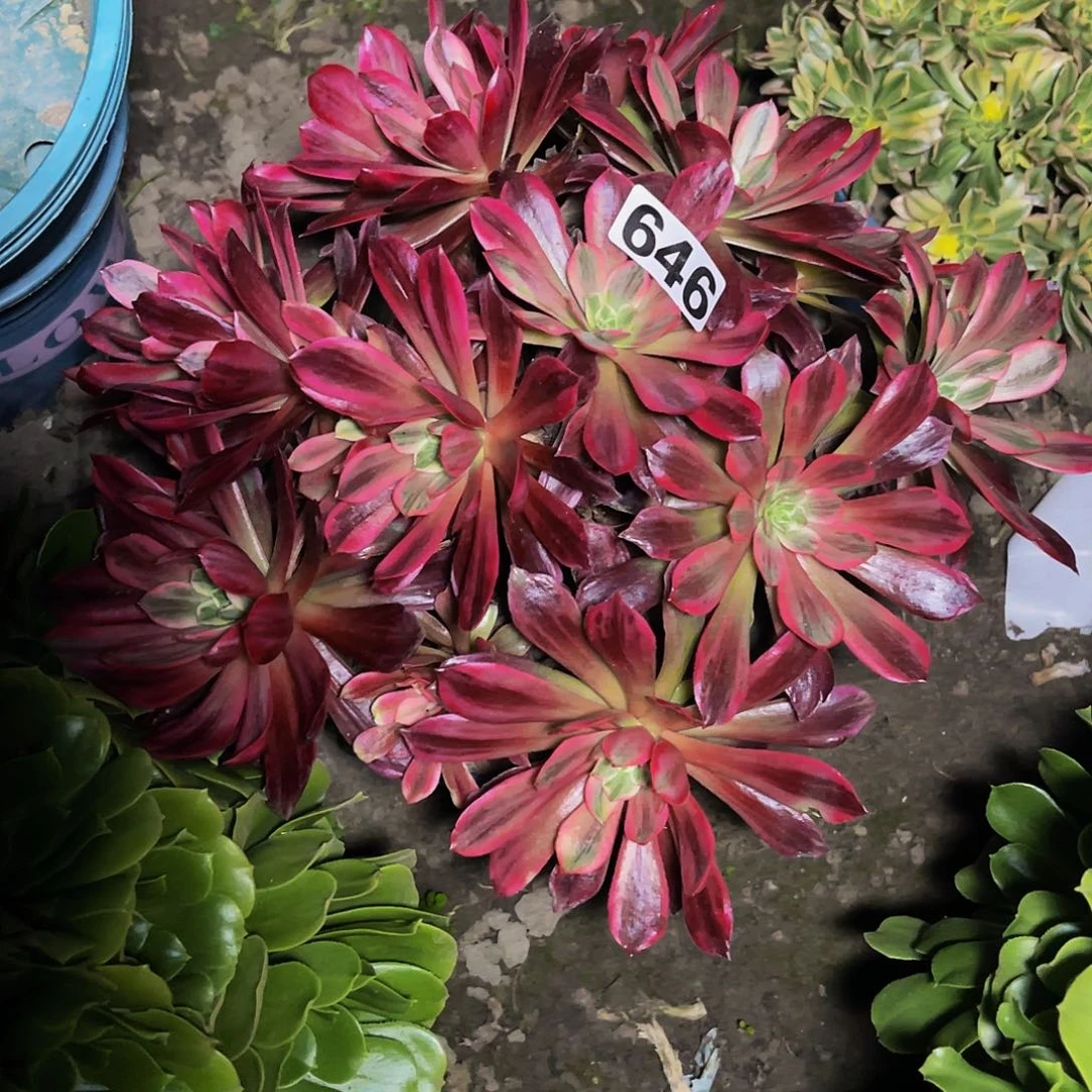 法师法师13/-4包邮法师