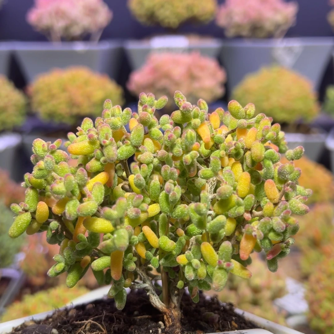 【闪购商品】d863糖球白糊斑冠服8.5cm