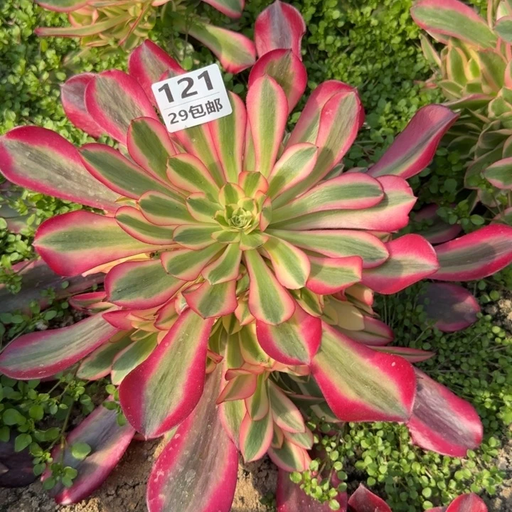 美杜……多肉植物……