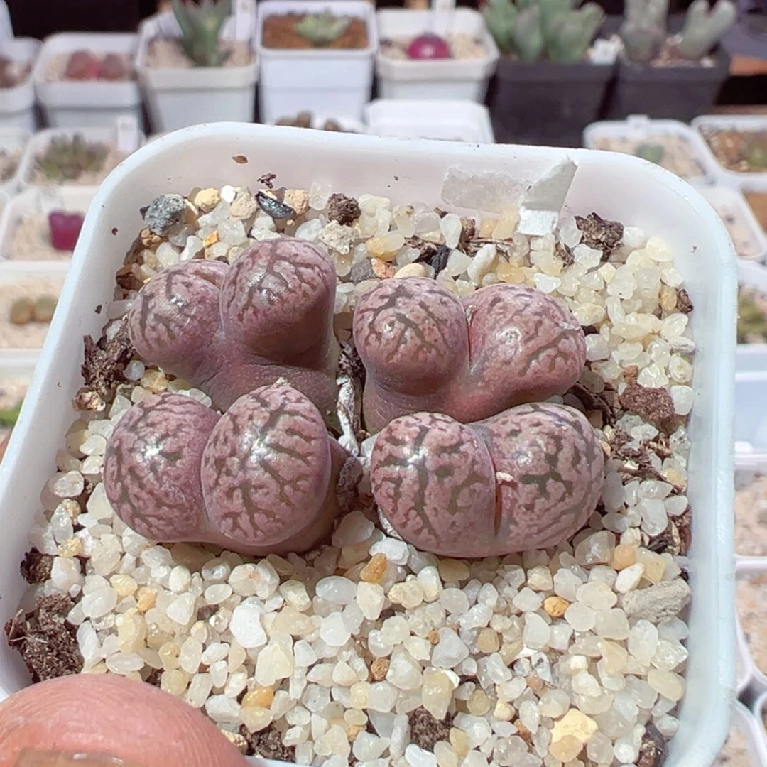 @***心223-140.我是真的不