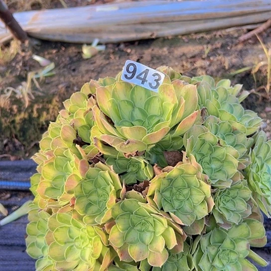 巧***儿多肉植物一个少华