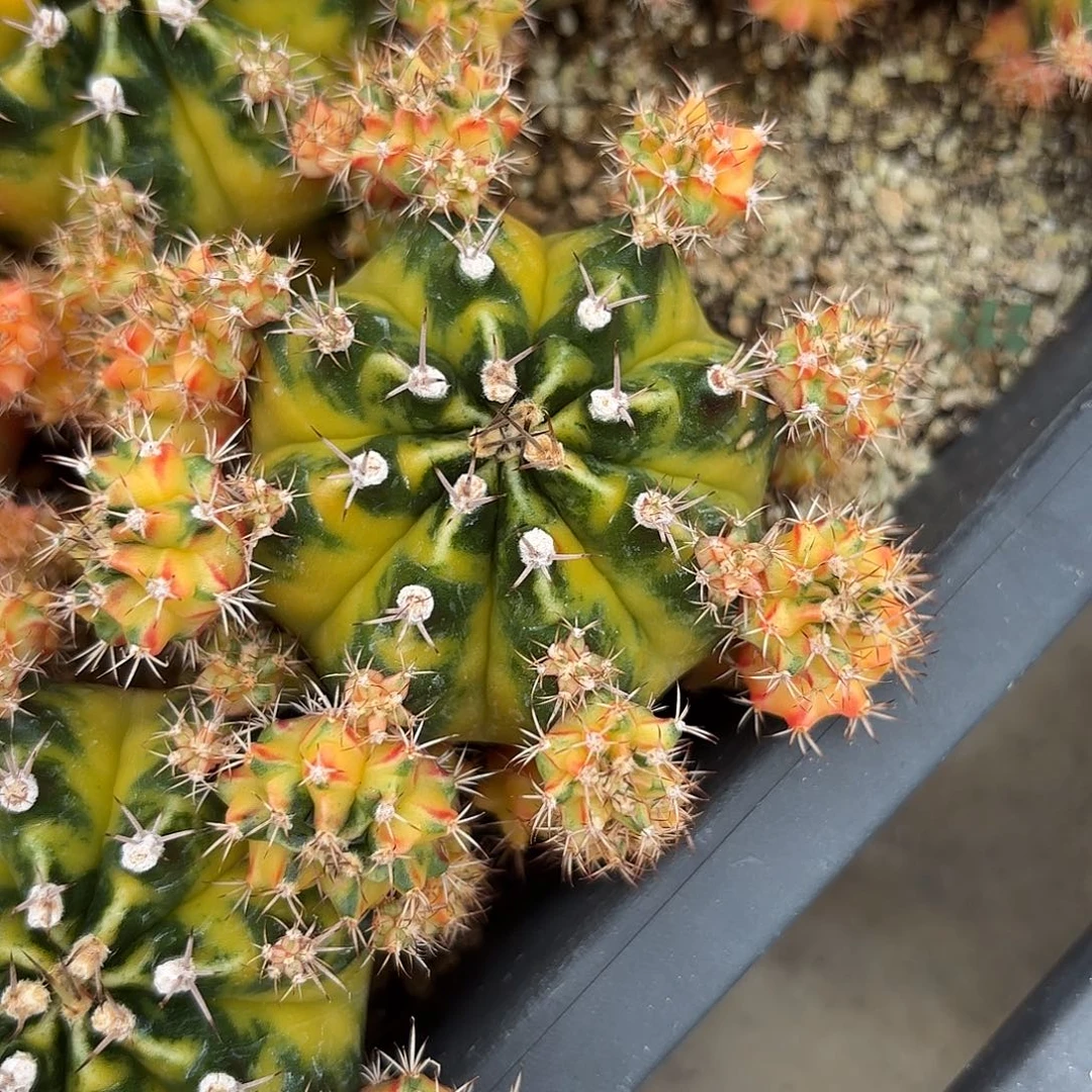 Z1022-1112泰国米哈小马克